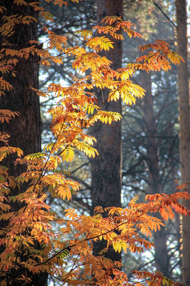 Photograph by Ирина Рыжова