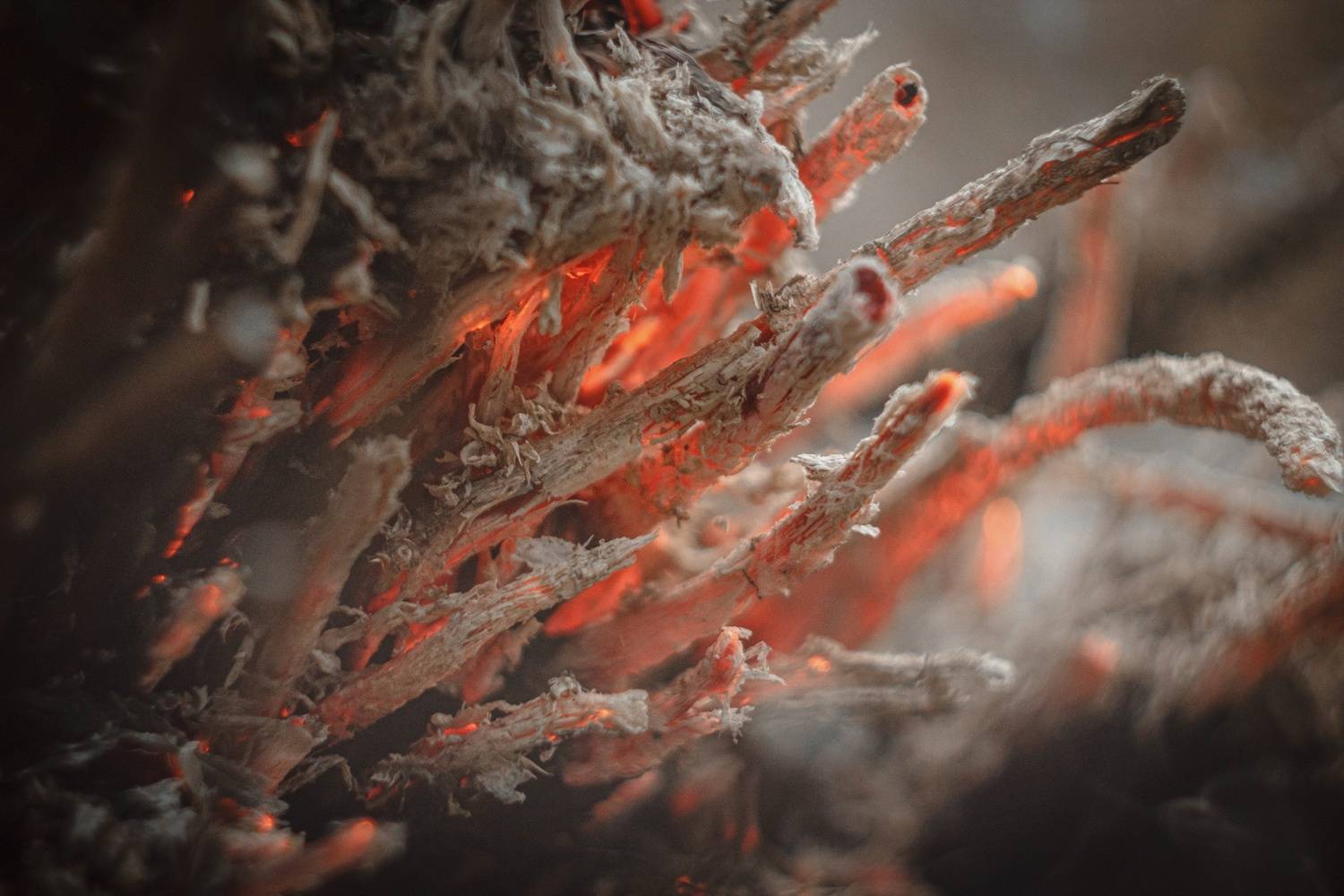 Photo #11065231