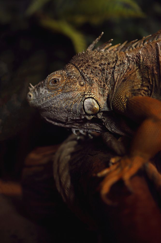 Зелёная игуана Боня