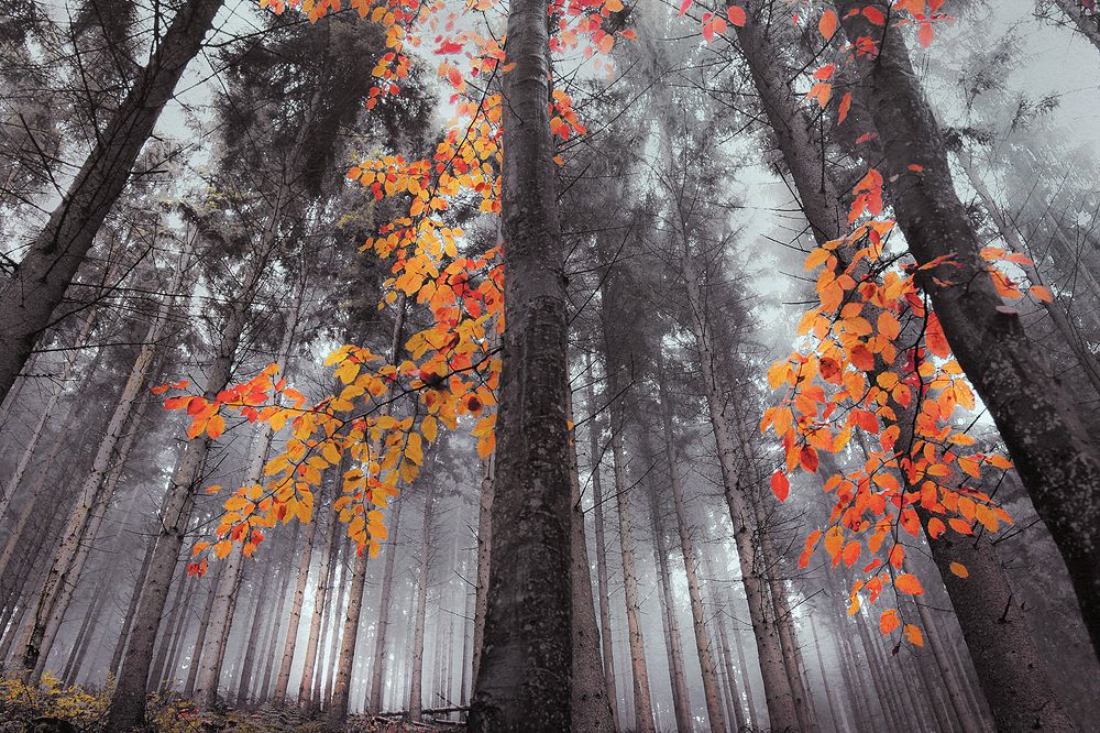 Photograph by Marc Apers