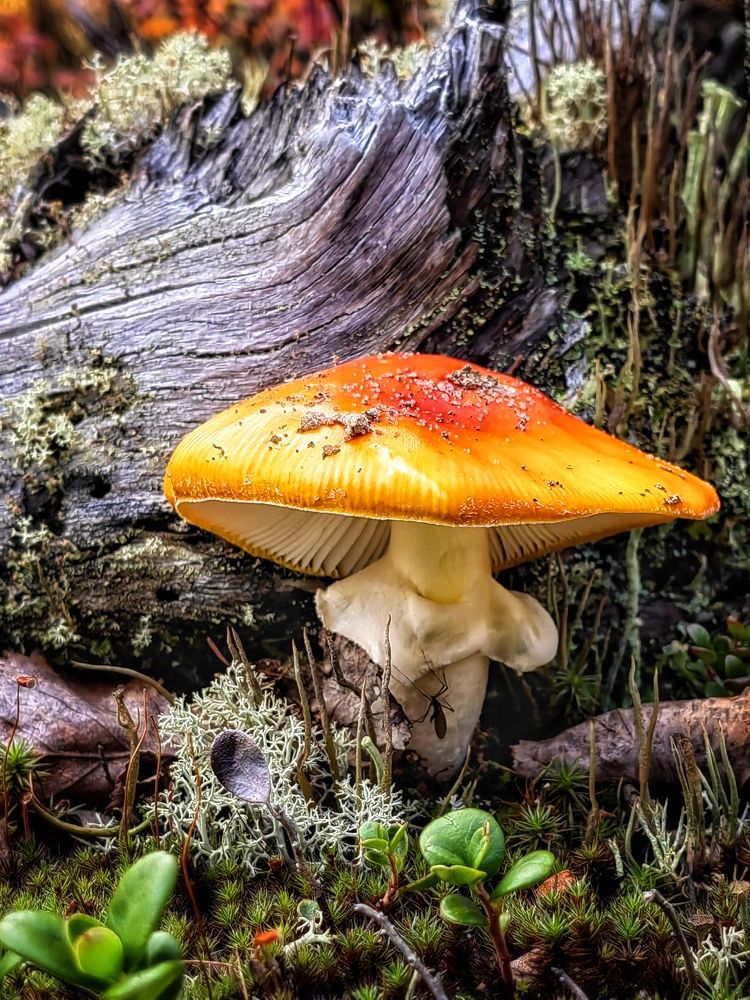 Photograph by Юлия Арестова