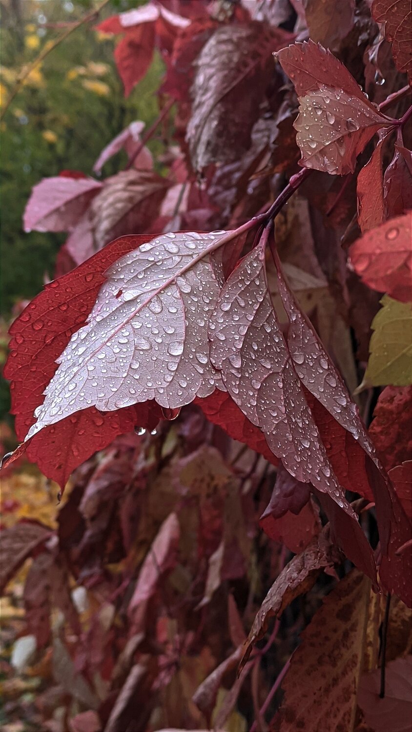 Photo #11065613