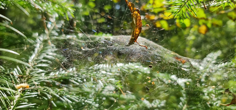 Photograph by Natasha Kim