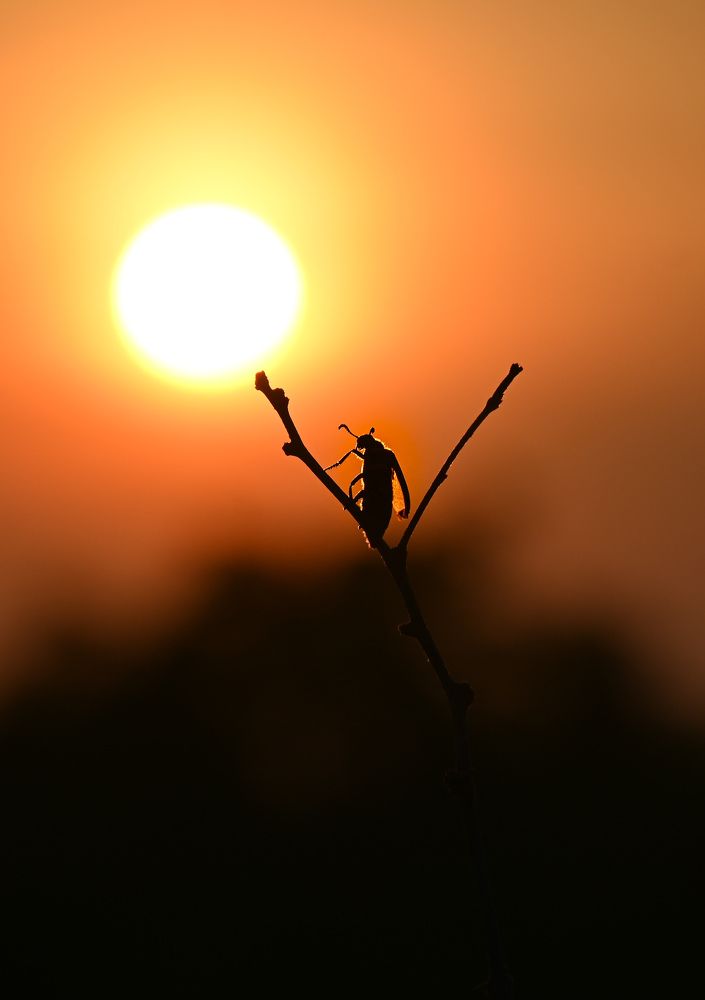 Photograph by shahil shaik