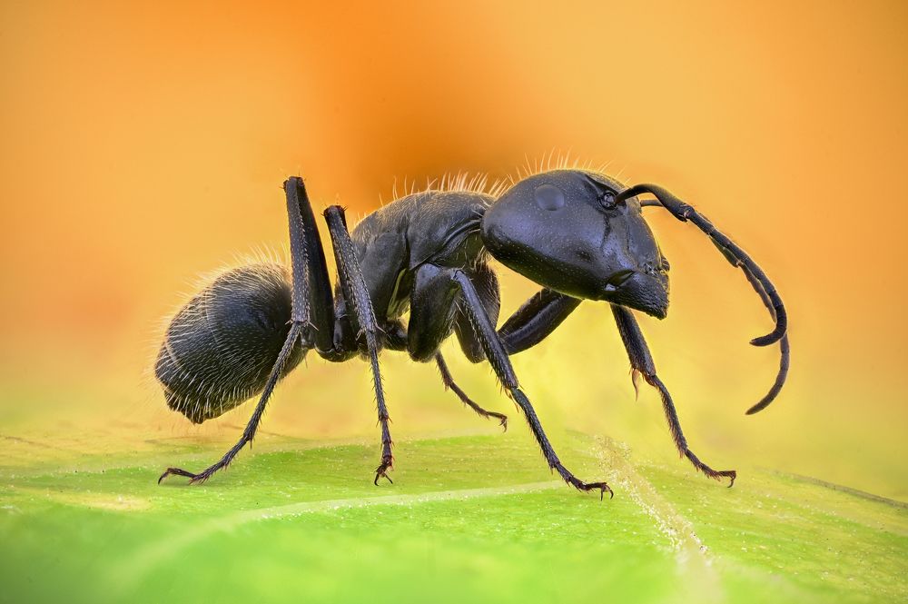 Photograph by Цветан Ганев