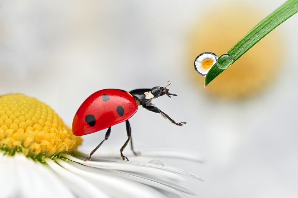 Photograph by Цветан Ганев