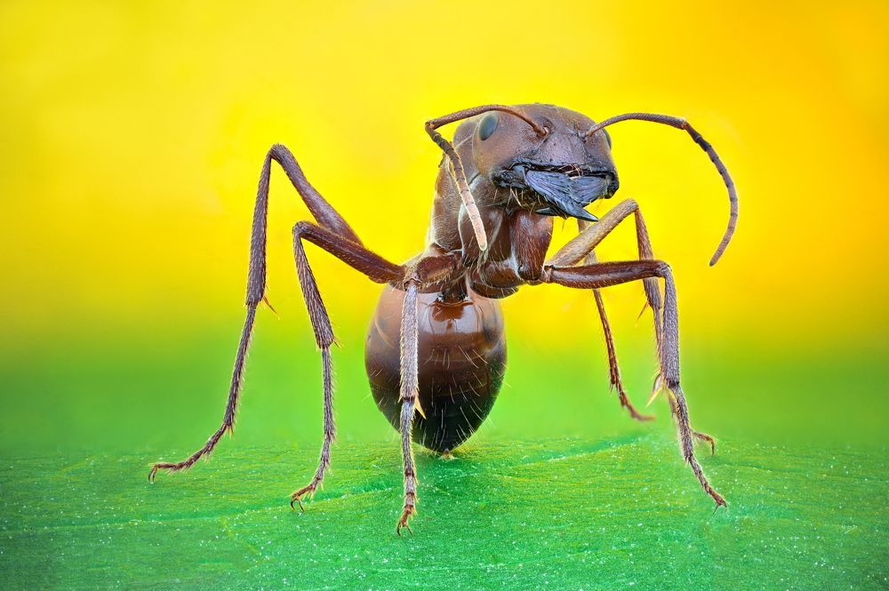 Photograph by Цветан Ганев