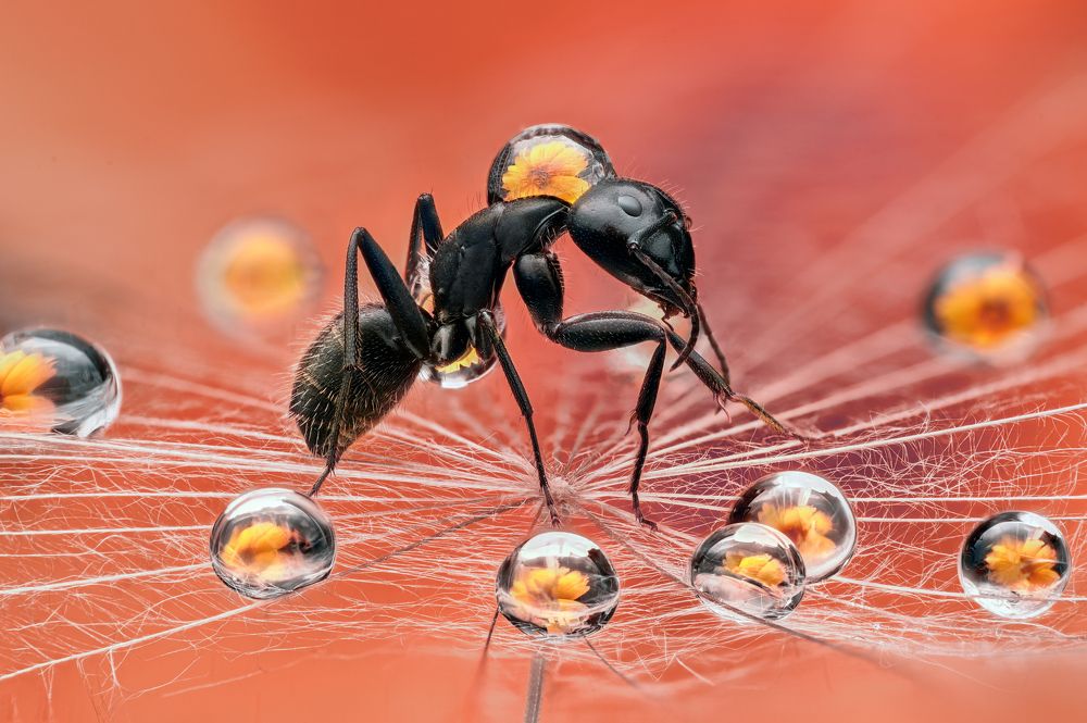 Photograph by Цветан Ганев