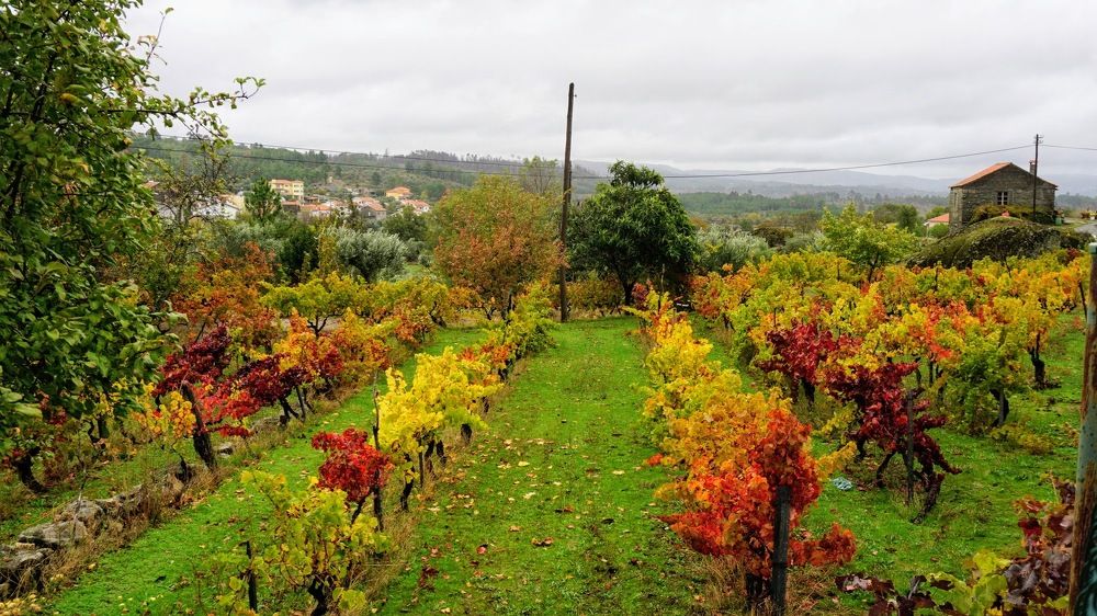 Vinhas da Beira Alta Portugal