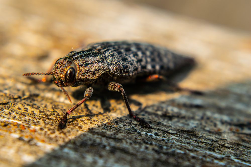 Photograph by Дмитрий Анисимов