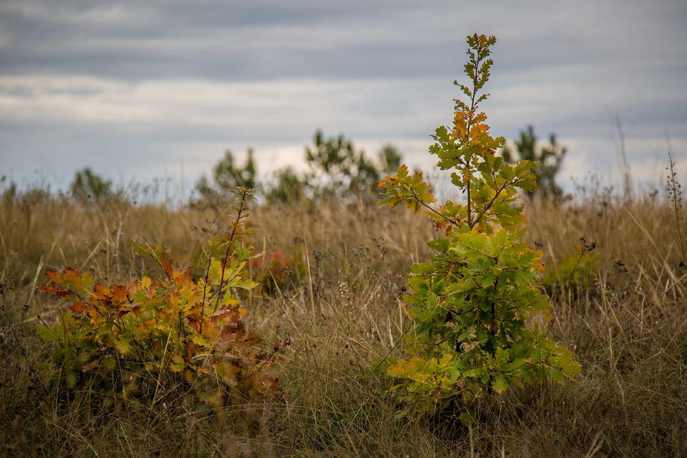 Photograph by Олег Ибрагимов