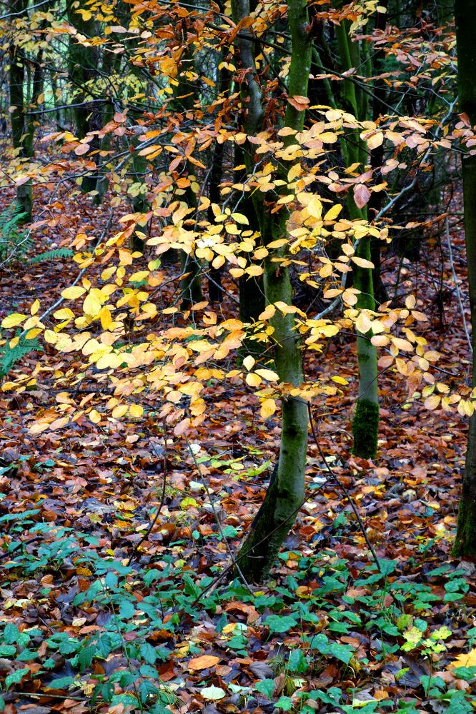 Фотография автора Meer GHERSBERG