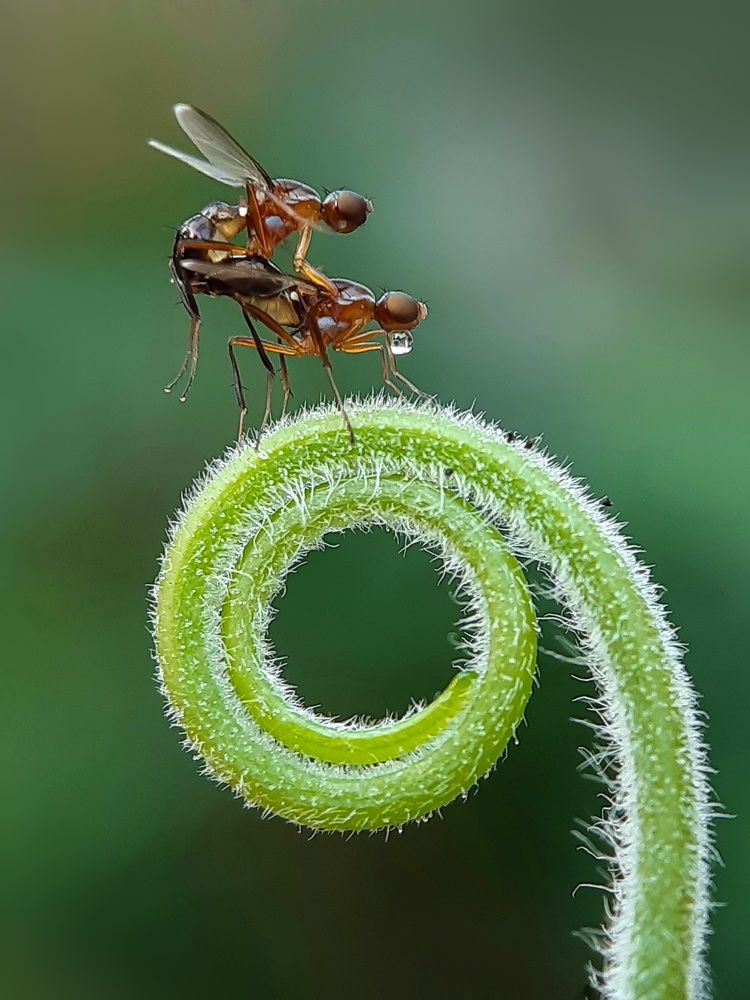Fly mating