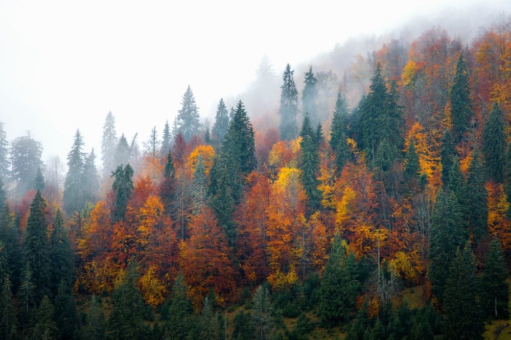 Фотография автора Sebastian Popa