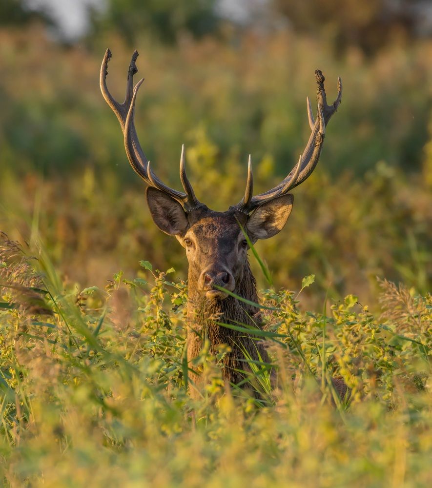 Фотография автора Sebastian Popa