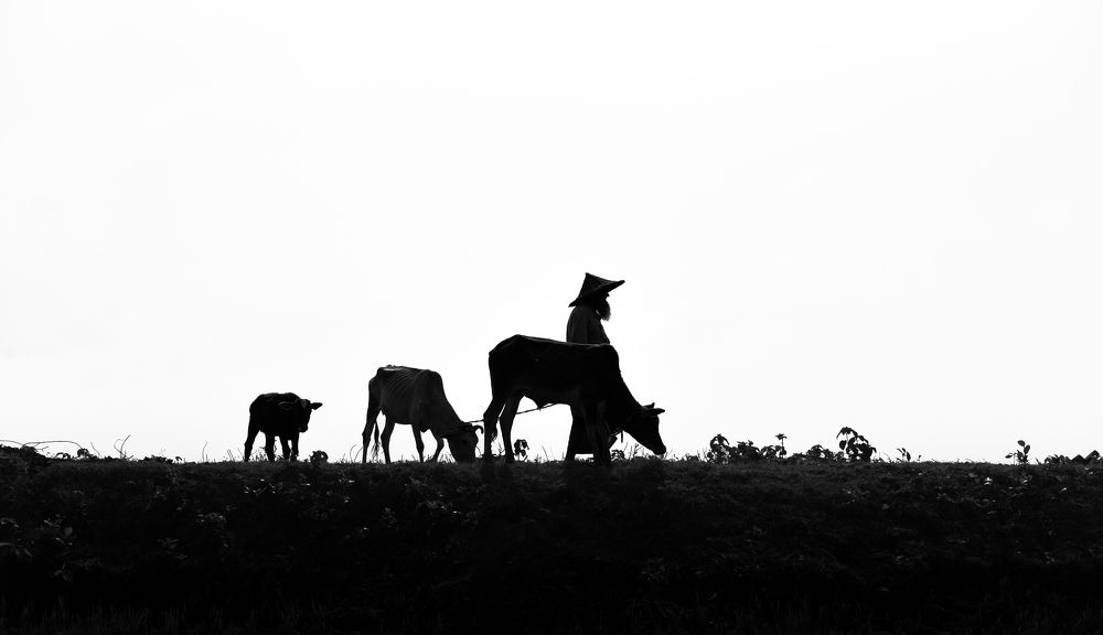 Photograph by Mehedi Hasan Shawan