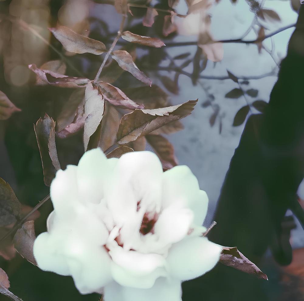 Photograph by Екатерина Алексеевна
