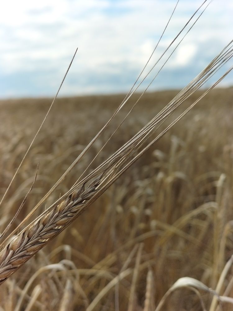 Фотография автора Максим Гафнер