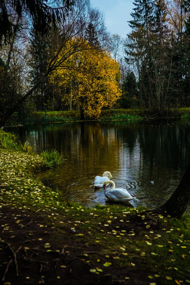 Осенний пруд