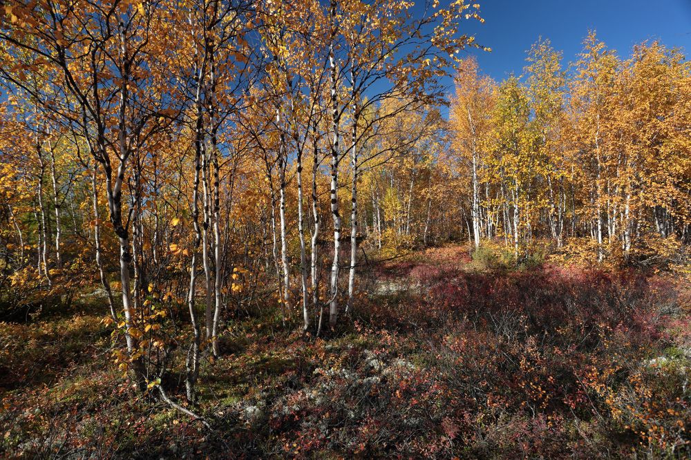 Photograph by Светлана Смирнова