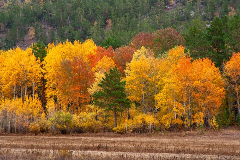 Фотография автора Andrey Shishkalov