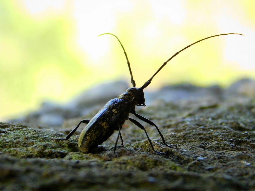Жук Усач, или дровосек (Cerambycidae)