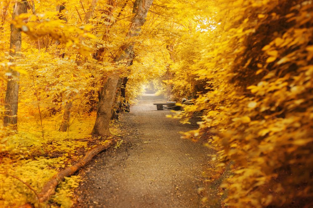 Золотая тишь