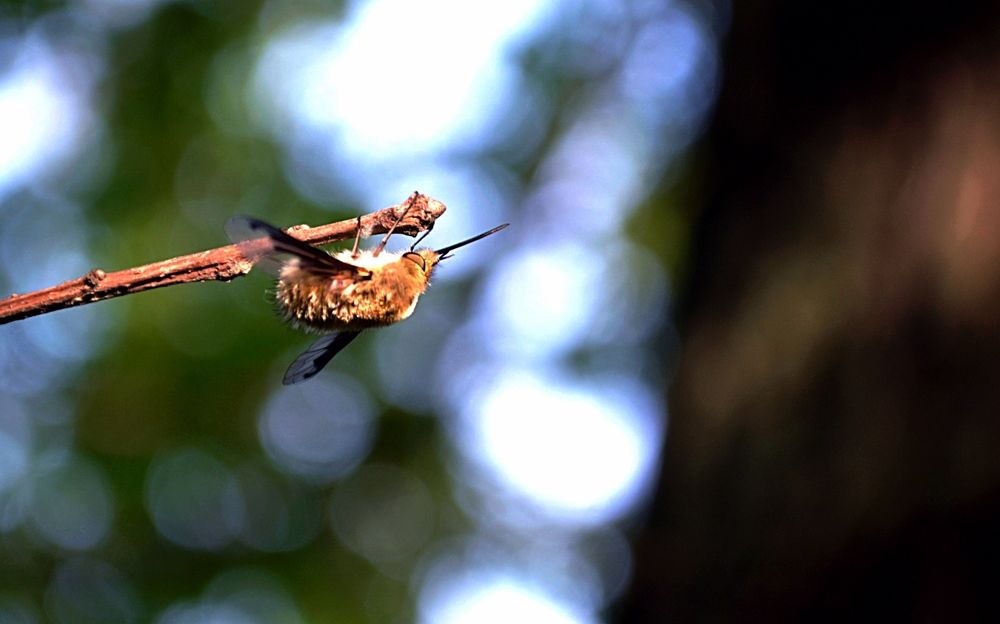 Photograph by Ильватан