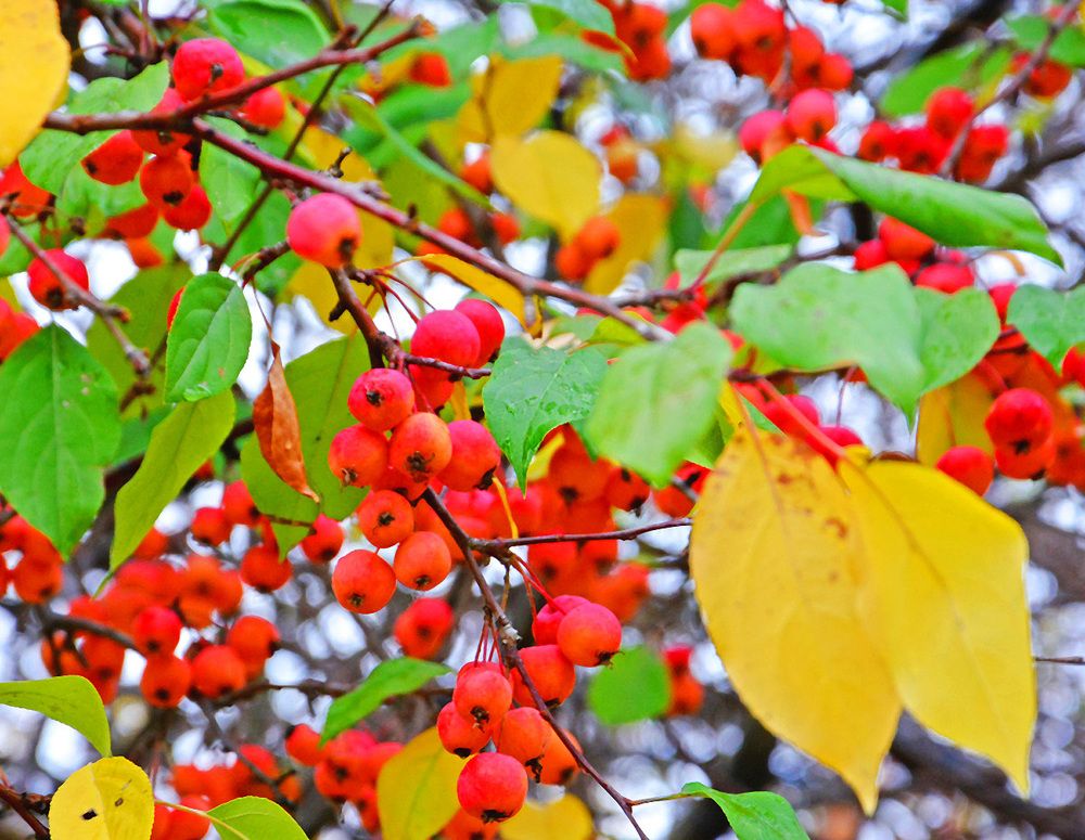 Photograph by Александр Каплан