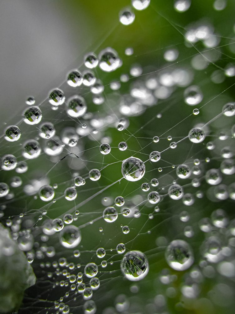 Паук на диете