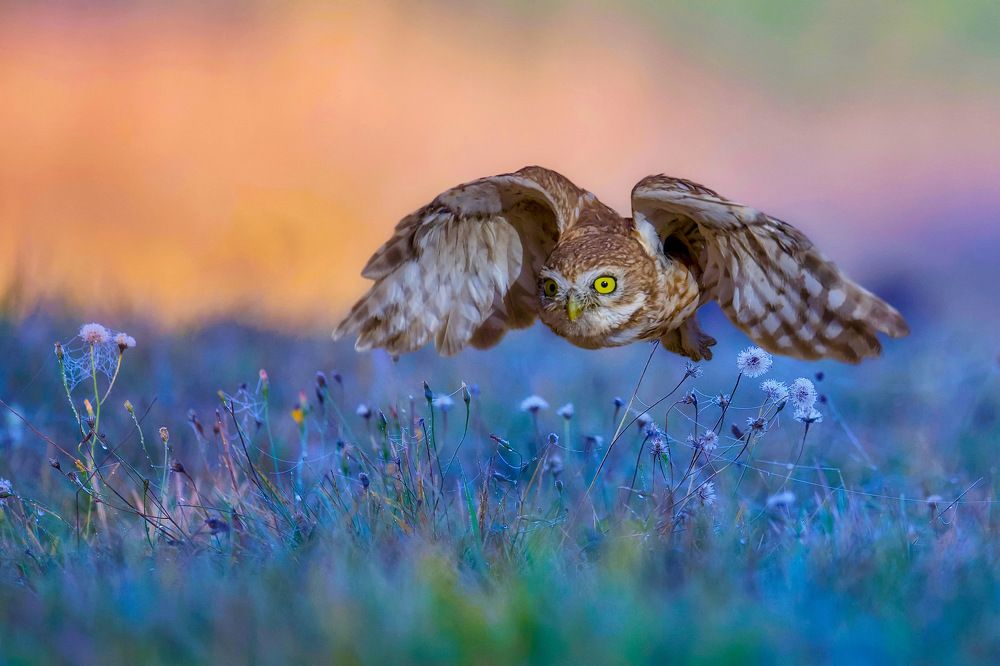 Фотография автора David Manusevich