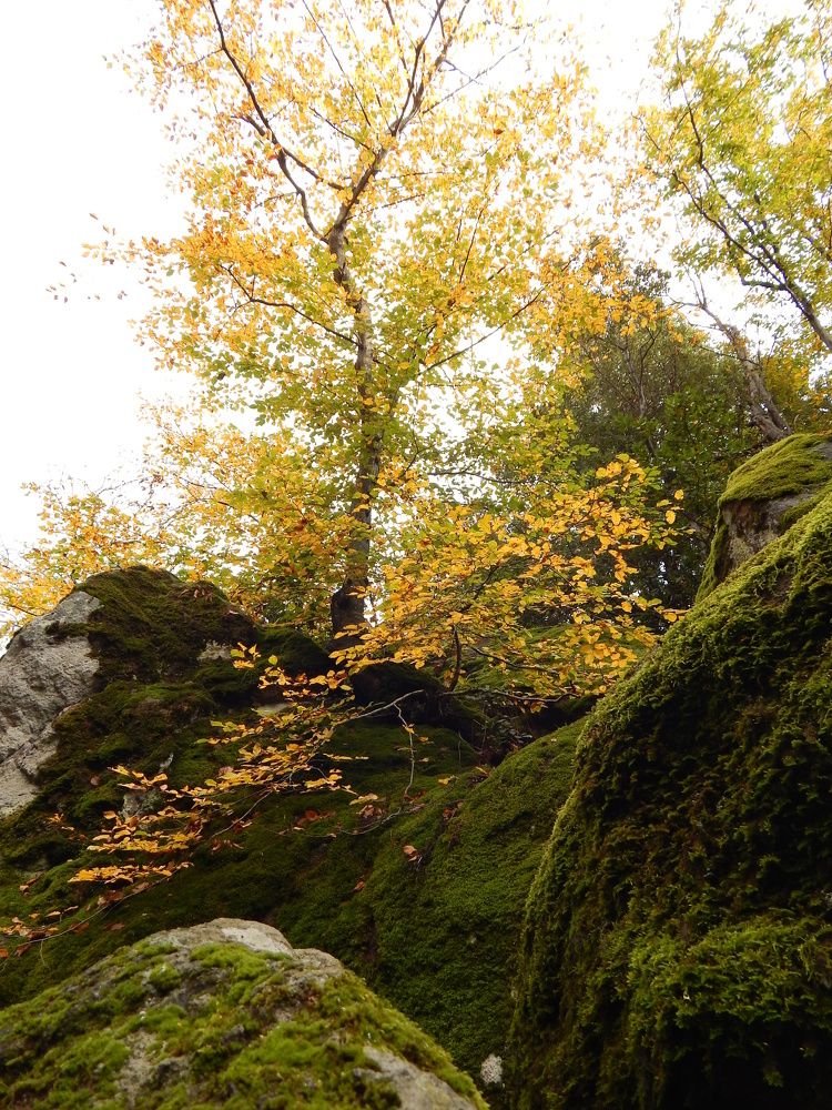 Photograph by Tanivsv