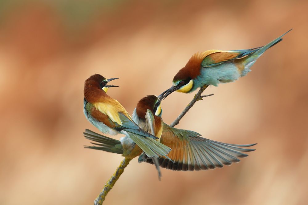 Photograph by Jose Antonio Gómez Bernal