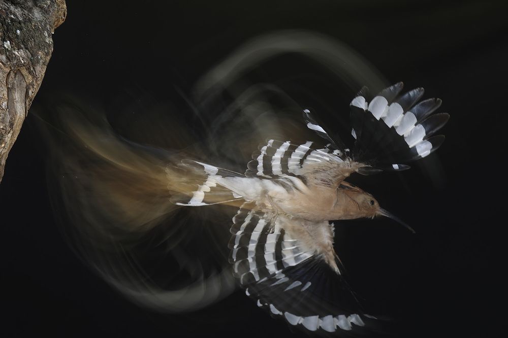 Photograph by Jose Antonio Gómez Bernal