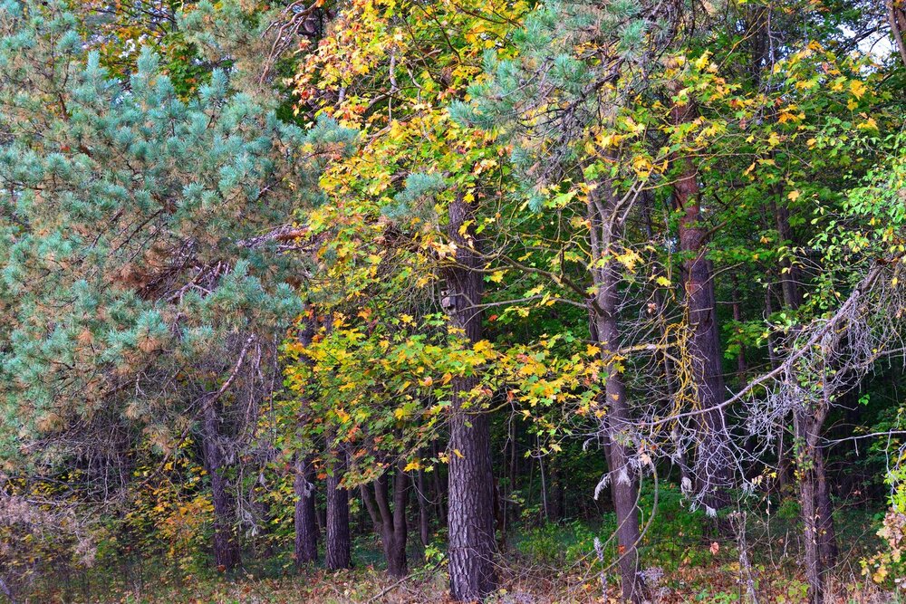 Photograph by Мирон Сергей