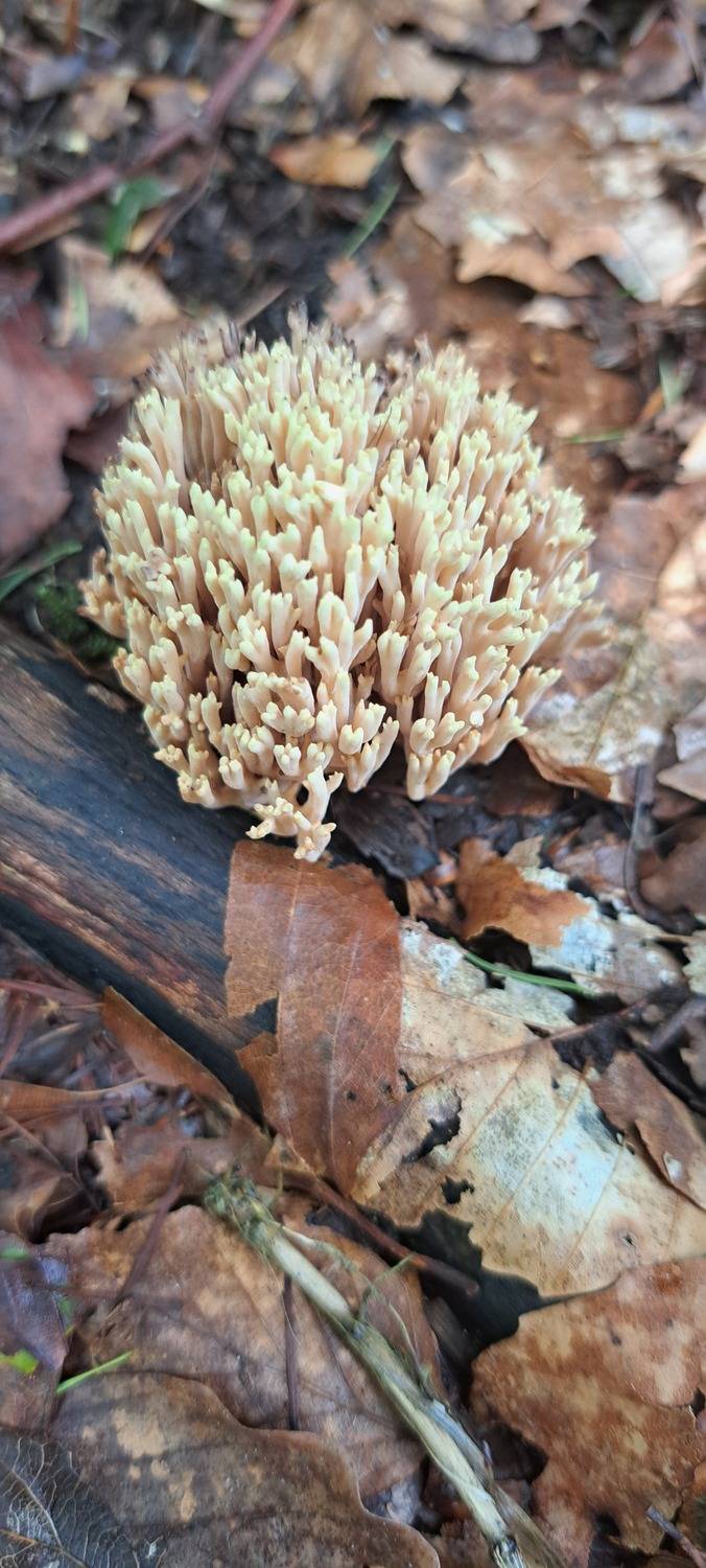Photo #11068127