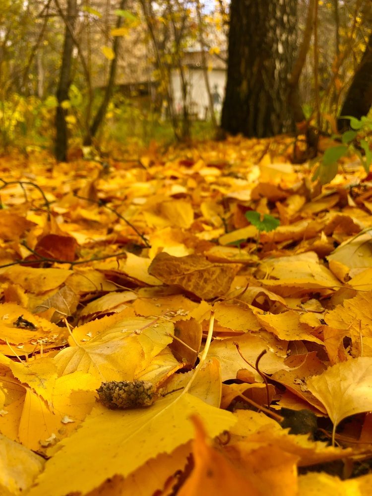 Photograph by Ксения Гулькова