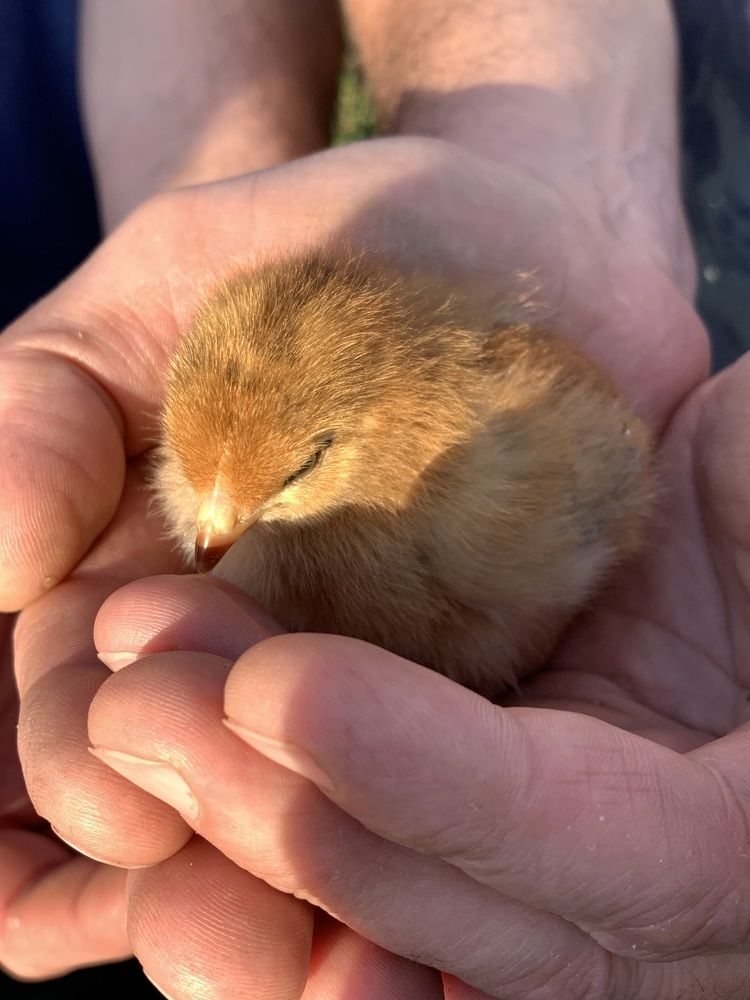Фотография автора Ирина Шпаковская