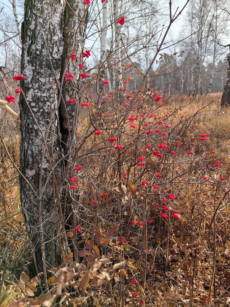 Photograph by Римма Бобрякова