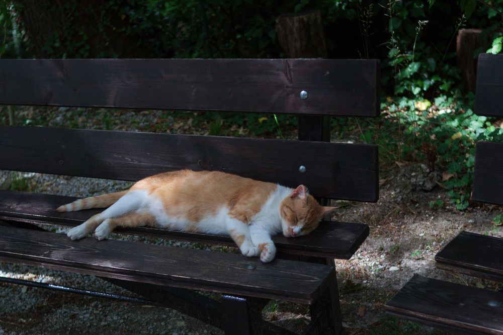 Photograph by Елена Казаренко