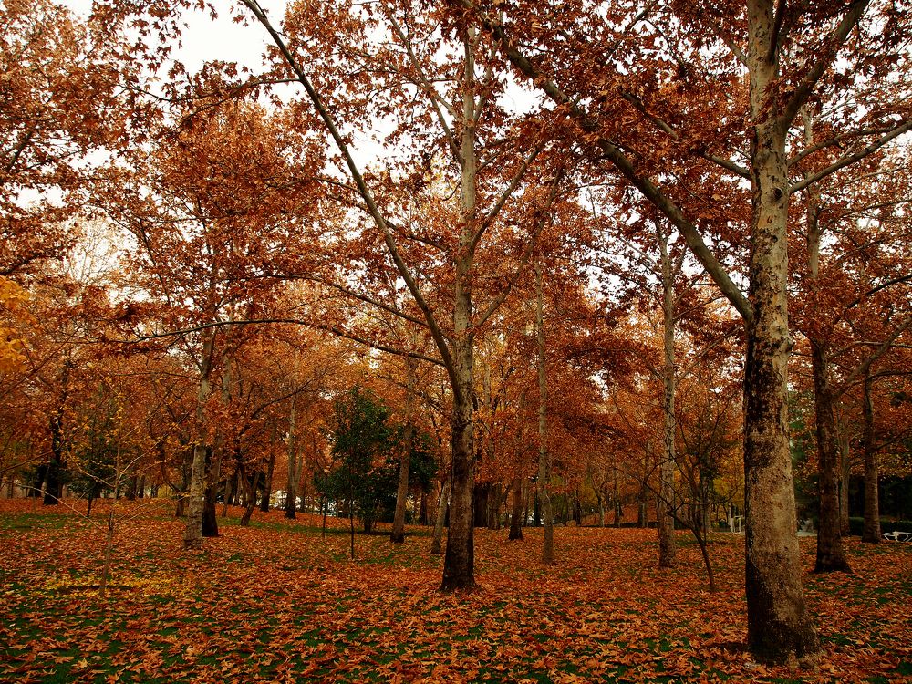 Photograph by Abdolreza Aleagha