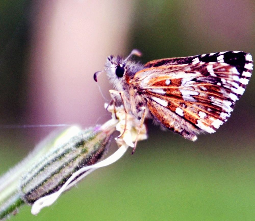 Photograph by Ильватан