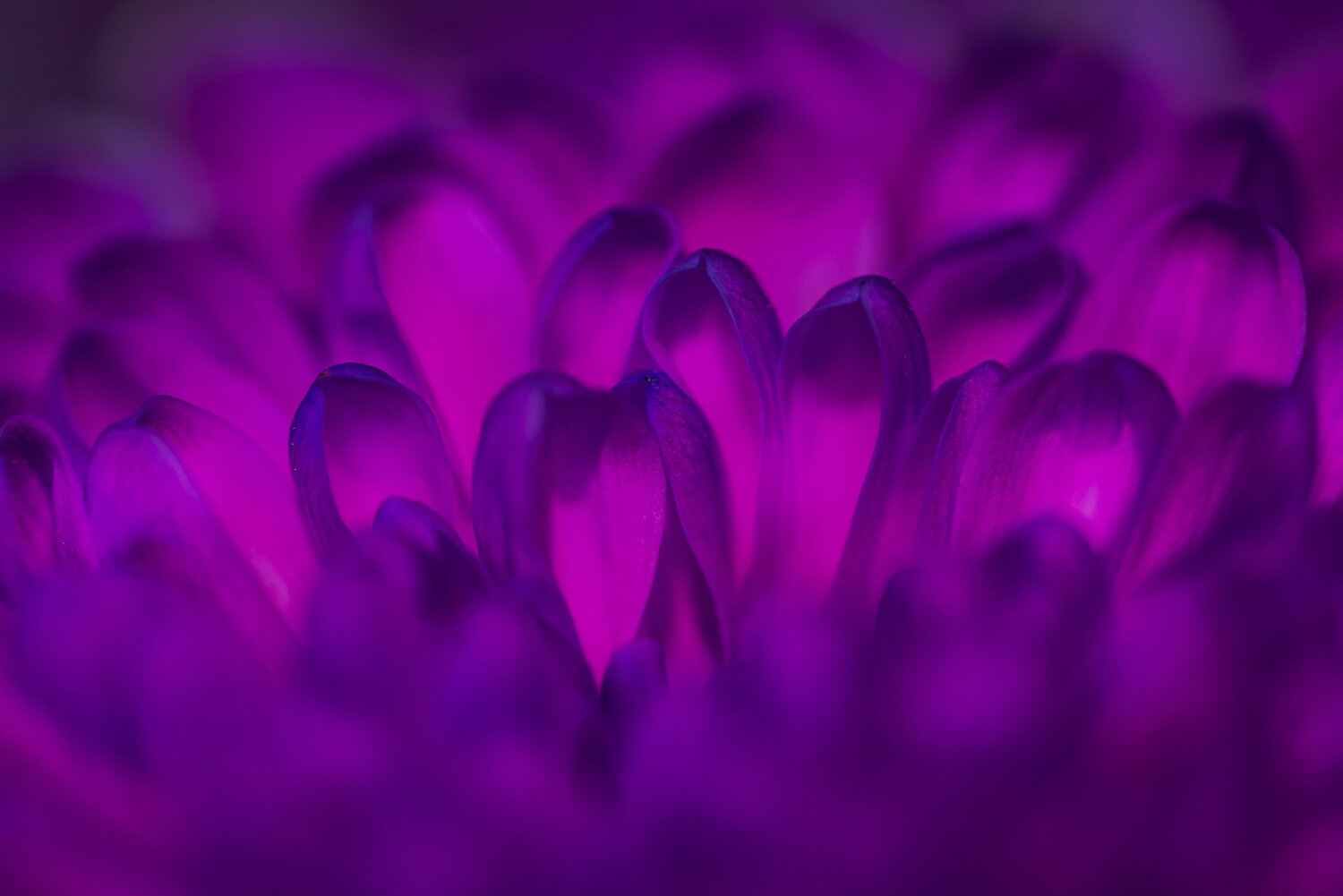 Photo #11069274