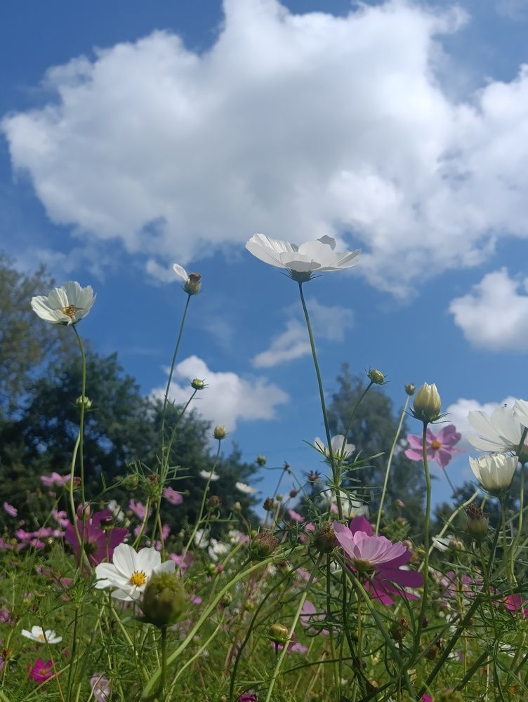Photo #11069314