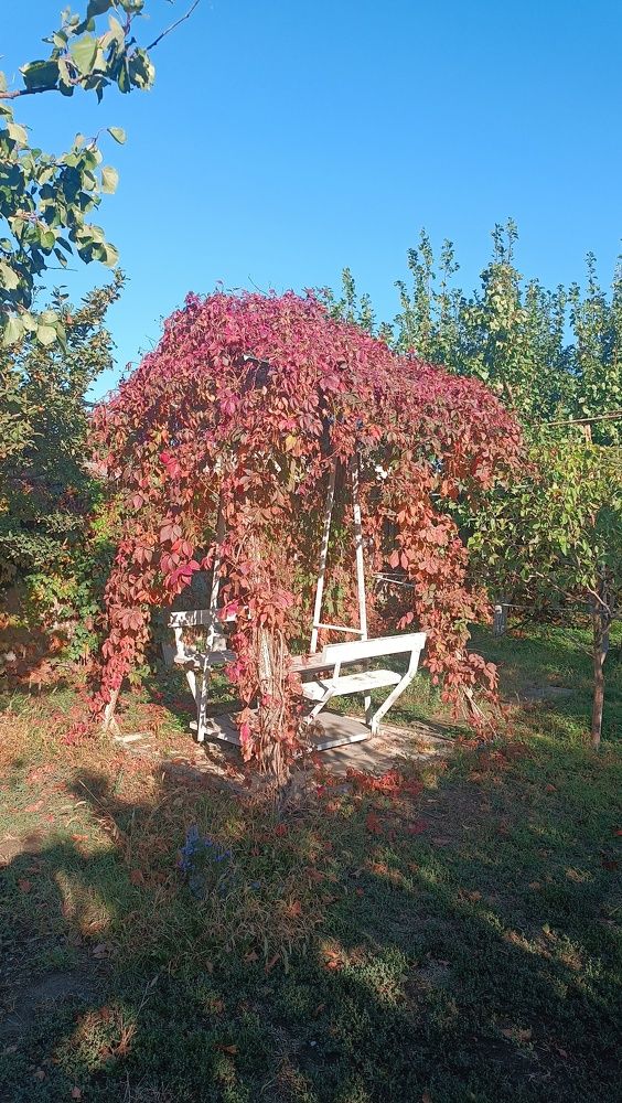 Фотография автора Курбан Курбаналиев