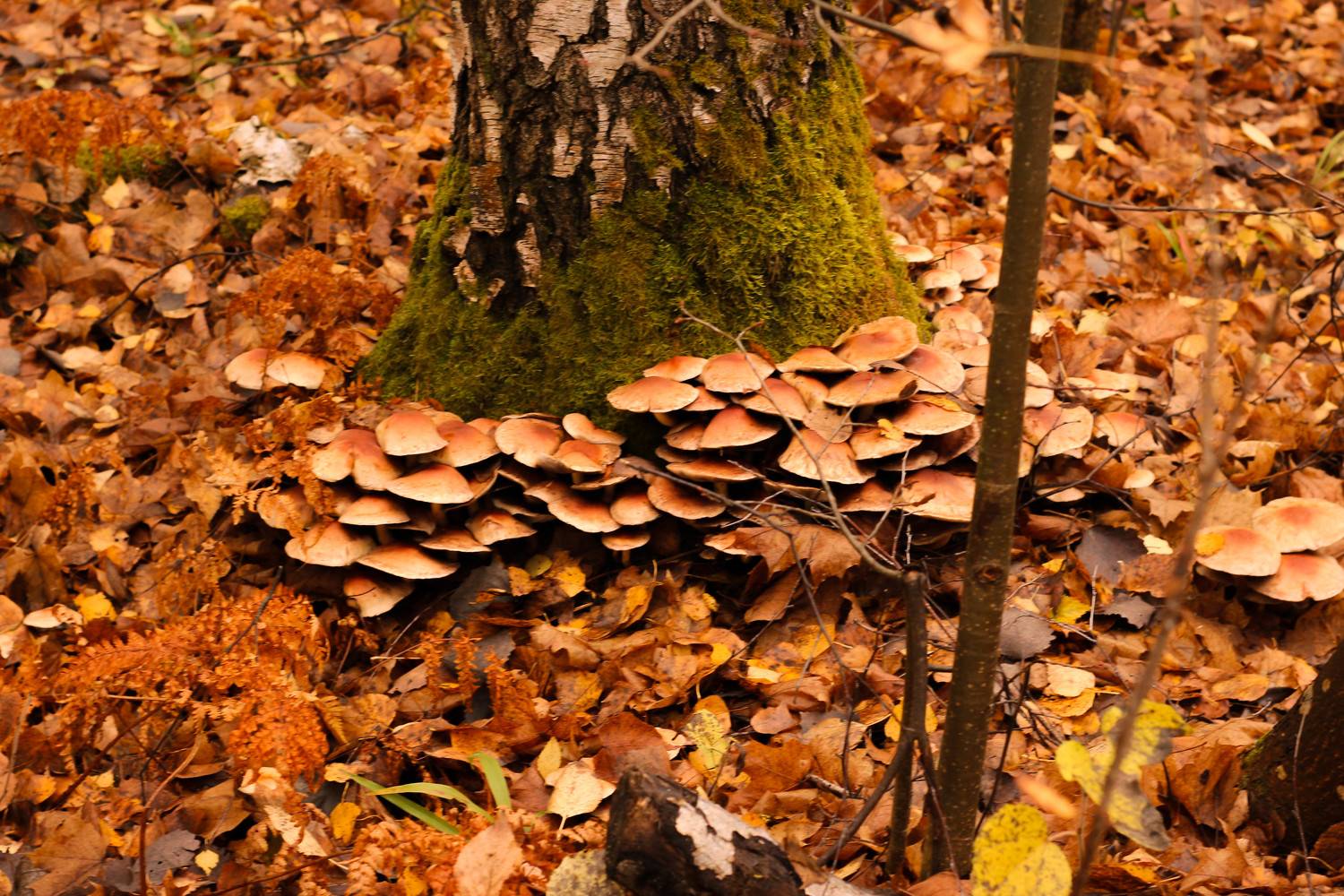 Photo #11069390