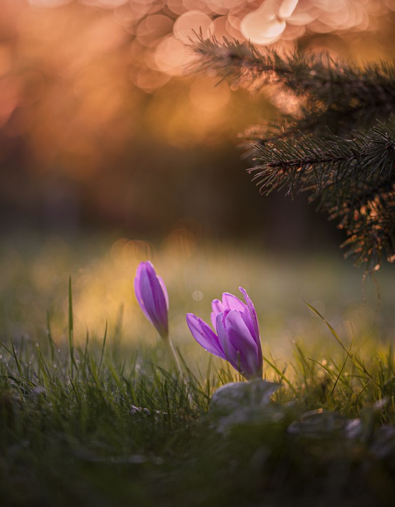 Встречая рассвет...