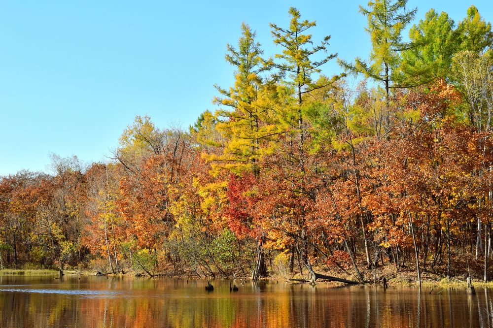 Смешанный осенний лес и пруд