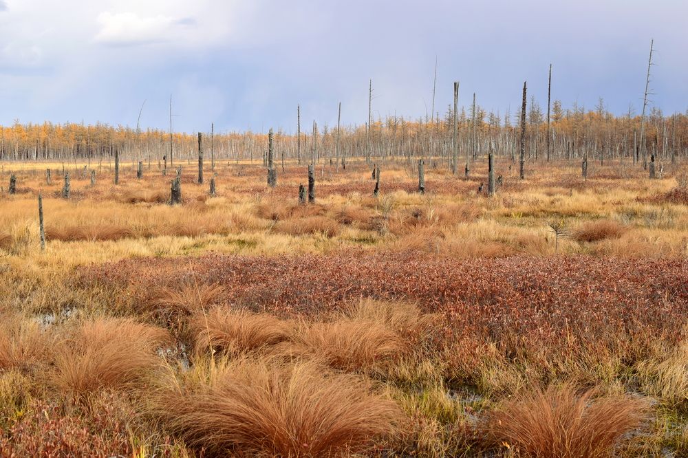Марь поздней осенью