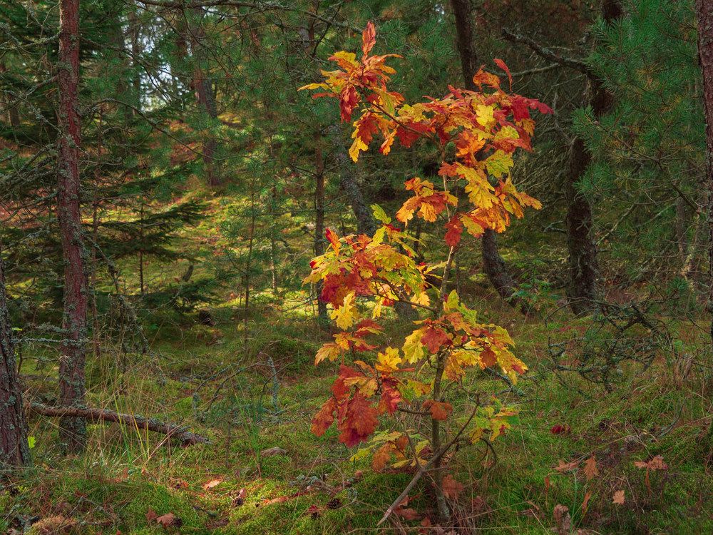 Photograph by Борис Полтавец